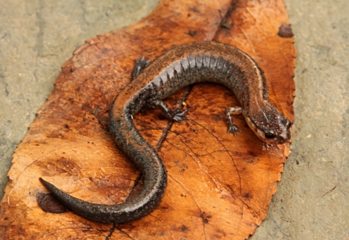 Redback Salamander